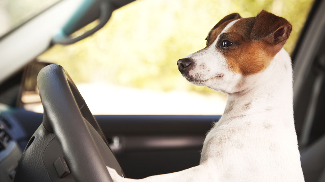 Edmunds Releases List of Top Cars for Pet Safety Coralville Used Car